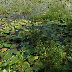 Withlacoochee State Trail - Inverness