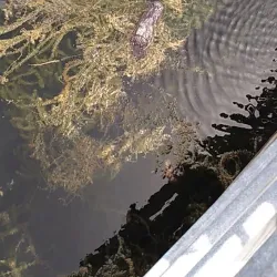 Withlacoochee State Trail - Inverness