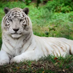 Catty Shack Ranch Wildlife Sanctuary - Jacksonville