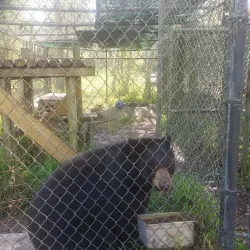 Catty Shack Ranch Wildlife Sanctuary - Jacksonville