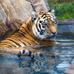 Catty Shack Ranch Wildlife Sanctuary - Jacksonville