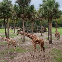 Jacksonville Zoo and Gardens - Jacksonville