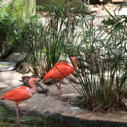 Jacksonville Zoo and Gardens - Jacksonville