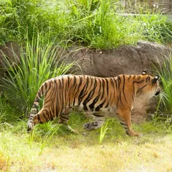 Jacksonville Zoo and Gardens - Jacksonville