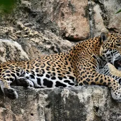 Jacksonville Zoo and Gardens - Jacksonville