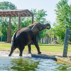 Jacksonville Zoo and Gardens - Jacksonville