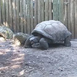 Jacksonville Zoo and Gardens - Jacksonville