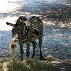 Jacksonville Zoo and Gardens - Jacksonville
