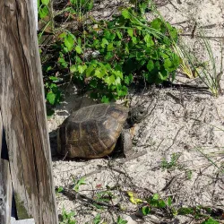 Little Talbot Island State Park - Jacksonville