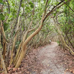 Blowing Rocks Preserve - Jupiter