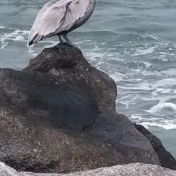 Jupiter Beach - Jupiter