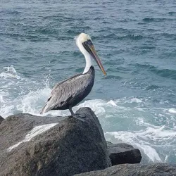 Jupiter Beach - Jupiter