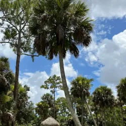 Loxahatchee River Battlefield Park - Jupiter