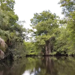 Loxahatchee River Battlefield Park - Jupiter