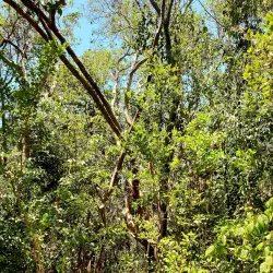 Dagny Johnson Key Largo Hammock Botanical State Park - Key Largo