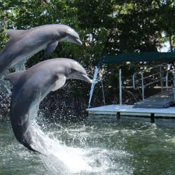 Dolphins Plus Bayside - Key Largo