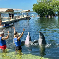 Dolphins Plus Bayside - Key Largo