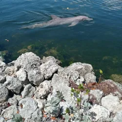 Dolphins Plus Bayside - Key Largo