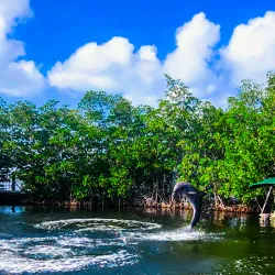 Dolphins Plus Bayside - Key Largo