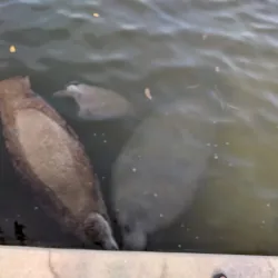 Florida Keys National Marine Sanctuary - Key Largo