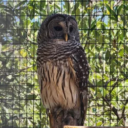 Florida Keys Wild Bird Rehabilitation Center - Key Largo