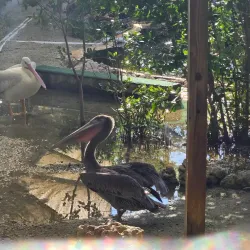 Florida Keys Wild Bird Rehabilitation Center - Key Largo