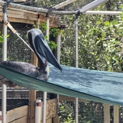 Florida Keys Wild Bird Rehabilitation Center - Key Largo