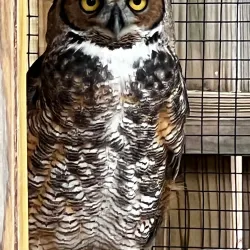 Florida Keys Wild Bird Rehabilitation Center - Key Largo