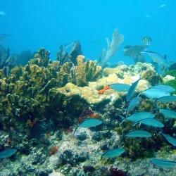 John Pennekamp Coral Reef State Park - Key Largo