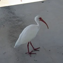 John Pennekamp Coral Reef State Park - Key Largo