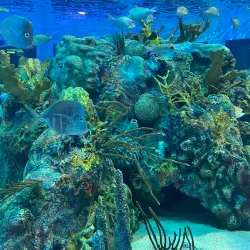 John Pennekamp Coral Reef State Park - Key Largo