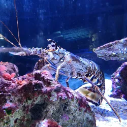 John Pennekamp Visitor Center and Aquarium - Key Largo