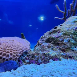 John Pennekamp Visitor Center and Aquarium - Key Largo