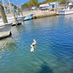 The African Queen Canal Cruise - Key Largo