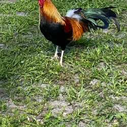 Duval Street - Key West