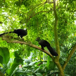 Key West Butterfly and Nature Conservatory - Key West