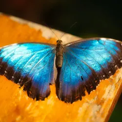 Key West Butterfly and Nature Conservatory - Key West