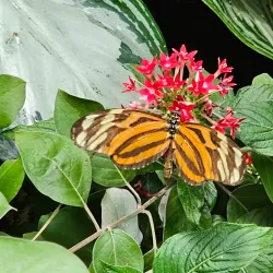 Key West Butterfly and Nature Conservatory - Key West