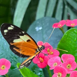 Key West Butterfly and Nature Conservatory - Key West