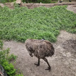 Gatorland - Kissimmee