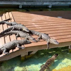 Gatorland - Kissimmee