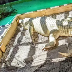 Gatorland - Kissimmee