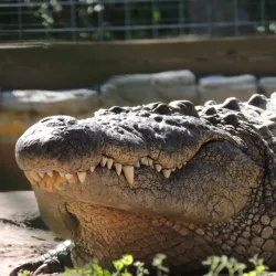 Gatorland - Kissimmee