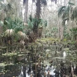 Lake Tohopekaliga (Lake Toho) - Kissimmee