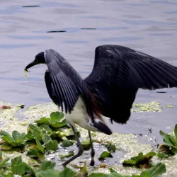 Lake Tohopekaliga (Lake Toho) - Kissimmee
