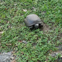 Shingle Creek Regional Park - Kissimmee