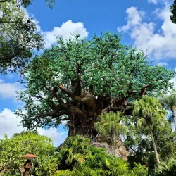 Walt Disney World Resort - Kissimmee