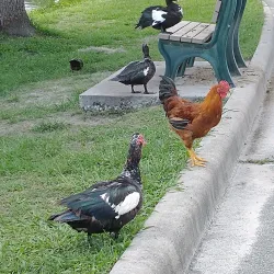 Lake DeSoto Park - Lake City