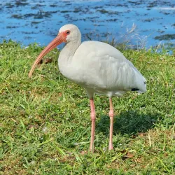 Lake DeSoto Park - Lake City