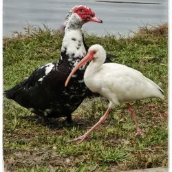 Lake DeSoto Park - Lake City